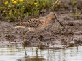 Short-billed Dowitcher - Henderson Camp Road, Mobile County, AL, May 3, 2021