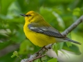 Blue-winged Warbler - Dauphin Island - Shell Mound Park,  Mobile, AL April 18, 2021