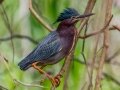 Green Heron - Dauphin Island - Shell Mound Park,  Mobile, AL April 18, 2021