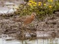 Short-billed Dowitcher - Henderson Camp Road, Mobile County, AL, May 3, 2021
