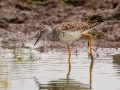 Lesser Yellowlegs - Henderson Camp Road, Mobile County, AL, May 3, 2021