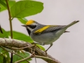 Golden-winged Warbler - Dauphin Island - Shell Mound Park,  Mobile, AL April 18, 2021