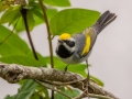 Golden-winged Warbler - Dauphin Island - Shell Mound Park,  Mobile, AL April 18, 2021