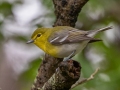 Yellow-throated Vireo - Dauphin Island - Shell Mound Park,  Mobile, AL April 15, 2021