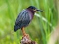 Green Heron - Dauphin Island - Shell Mound Park,  Mobile, AL April 18, 2021