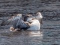 Common Loon  (Juvenile) - Bayou La Batre Boat Launch, Mobile County, AL, May 6, 2021