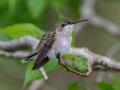 Ruby-throated Hummingbird- Dauphin Island - Shell Mound Park,  Mobile, AL April 18, 2021