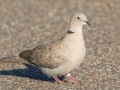 Eurasian-collared Dove - Dauphin Island - Bayou Heron Park,  Mobile, AL April 21, 2021