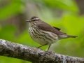 Northern Waterthrush - Dauphin Island - Shell Mound Park,  Mobile, AL April 15, 2021