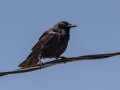 Fish Crow -  Bayou La Batre Boat Launch, Mobile County, AL, May 6, 2021