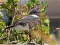 Eastern Kingbird -  Bayou La Batre Boat Launch, Mobile County, AL, May 6, 2021
