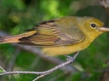 Summer Tanager- Dauphin Island - Shell Mound Park,  Mobile, AL April 19, 2021