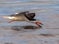 Black Skimmer -  Bayou La Batre Boat Launch, Mobile County, AL, May 6, 2021