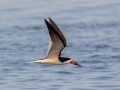 Black Skimmer -  Bayou La Batre Boat Launch, Mobile County, AL, May 6, 2021