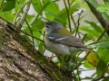 Northern Parula - Dauphin Island - Shell Mound Park,  Mobile, AL April 15, 2021