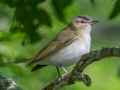 Red-eyed Vireo- Dauphin Island - Shell Mound Park,  Mobile, AL April 19, 2021