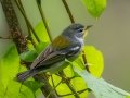 Northern Parula - Dauphin Island - Shell Mound Park,  Mobile, AL April 15, 2021