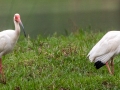 White Ibis - Henderson Camp Road, Mobile County, AL, May 3, 2021