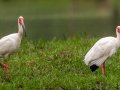 White Ibis - Henderson Camp Road, Mobile County, AL, May 3, 2021
