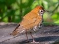 Wood Thrush - Dauphin Island - Shell Mound Park,  Mobile, AL April 19, 2021