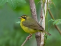 Kentucky Warbler - Dauphin Island - Shell Mound Park,  Mobile, AL April 15, 2021
