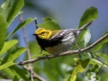 Black-throated Green Warbler - Dauphin Island - Audubon Bird Sanctuary, Mobile, AL, April 19, 2021