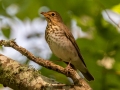 Swainson's Thrush - Dauphin Island - Shell Mound Park,  Mobile, AL May 3, 2021