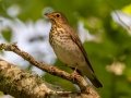Swainson's Thrush - Dauphin Island - Shell Mound Park,  Mobile, AL May 3, 2021