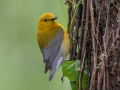 Prothonotary Warbler - Dauphin Island - Shell Mound Park,  Mobile, AL April 15, 2021