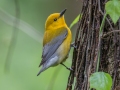 Prothonotary Warbler - Dauphin Island - Shell Mound Park,  Mobile, AL April 15, 2021