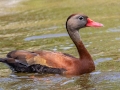 Black-bellied Whistling Duck - Dauphin Island - Shell Mound Park,  Mobile, AL May 3, 2021