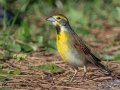 Dickcissel -Dauphin Island - Bayou Heron Park,  Mobile, AL April 22, 2021
