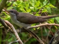 Yellow-billed Cuckoo - Dauphin Island - Shell Mound Park,  Mobile, AL May 3, 2021