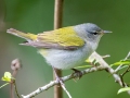 Tennessee Warbler - Dauphin Island - Shell Mound Park,  Mobile, AL April 15, 2021