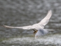 Least Tern with a heavy fish - Dauphin Island - Shell Mound Park,  Mobile, AL May 3, 2021