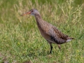 Clapper Rail - Dauphin Island Airport, Mobile County, AL, May 6, 2021