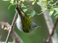 Tennessee Warbler - Dauphin Island - Shell Mound Park,  Mobile, AL April 15, 2021
