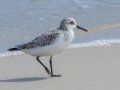 Sanderling- Dauphin Island - Fort Gaines,  Mobile, AL April 21, 2021
