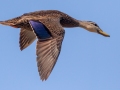 Mottled Duck - Dauphin Island Airport, Mobile County, AL, May 6, 2021