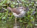 Louisiana Waterthrush - Dauphin Island - Shell Mound Park,  Mobile, AL April 20, 2021