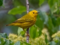 Yellow Warbler - Dauphin Island - Shell Mound Park,  Mobile, AL April 20, 2021