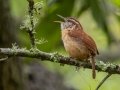 Carolina Wren - Dauphin Island - Shell Mound Park,  Mobile, AL April 16, 2021
