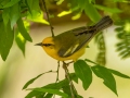 Blue-winged Warbler - Dauphin Island - Shell Mound Park,  Mobile, AL April 20, 2021