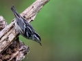 Black-and-white Warbler - Dauphin Island - Shell Mound Park,  Mobile, AL April 20, 2021