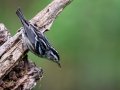 Black-and-white Warbler - Dauphin Island - Shell Mound Park,  Mobile, AL April 20, 2021
