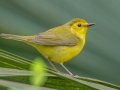 Hooded Warbler - Dauphin Island - Shell Mound Park,  Mobile, AL April 16, 2021