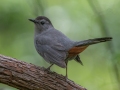 Gray Catbird - Dauphin Island - Shell Mound Park,  Mobile, AL April 20, 2021