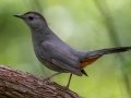 Gray Catbird - Dauphin Island - Shell Mound Park,  Mobile, AL April 20, 2021