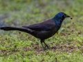 Common Grackle - Dauphin Island - Shell Mound Park,  Mobile, AL April 16, 2021