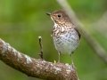Swainson's Thrush- Dauphin Island - Shell Mound Park,  Mobile, AL April 20, 2021